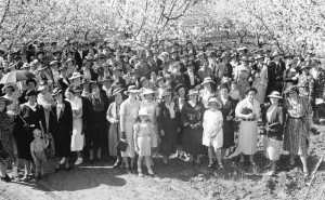  A large group celebrates the first Cherry Blossom Festival in 1939 at the Dally family orchard, â€˜Bryn Gobaithâ€™, Nashdale. Photo courtesy Morrie and Joan Dally