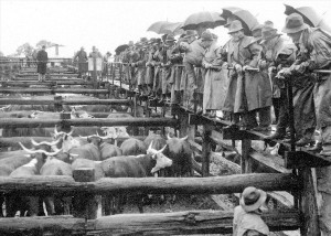 Orange Sale Yards in the early 1950s